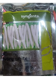 Ivory White Hy Radish (Syngenta)